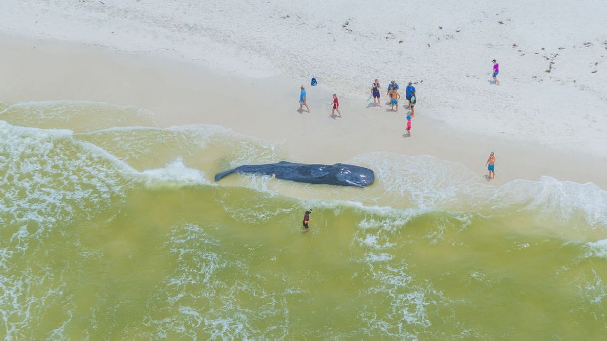 Officials say the sperm whale beached itself on Shell Island Sunday and died overnight before...