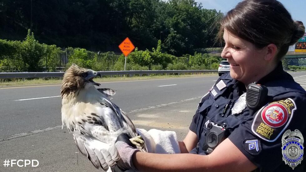 A police officer in Virginia helped rescue a hawk caught in a driver's car grill.
