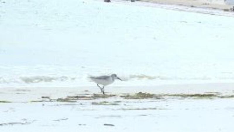 St. Andrews State Park partially reopened Tuesday. (WJHG/WECP)
