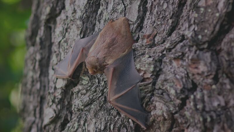 Bay County Health Department officials say avoid contact with raccoons, bats, bobcats, otters,...