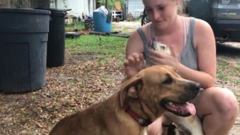 The two family dogs stayed with a boy who went missing Wednesday. (WJHG/WECP)